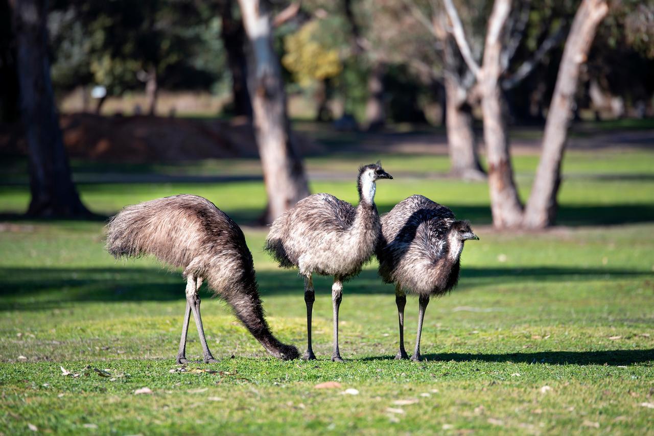 הלס גאפ Breeze Holiday Parks - Grampians מראה חיצוני תמונה